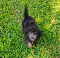 Joey, a male Schnoodle for sale in Portland, TN – 3 of 5