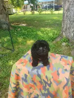 Kiki, a male Aussiedoodle for sale in Portland, TN – 4 of 6