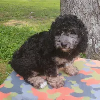 Jayjay, a male Schnoodle for sale in Portland, TN – 3 of 3