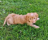 Cooper, a male Cavapoo for sale in Portland, TN – 5 of 5