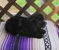 Kiki, a male Aussiedoodle for sale in Portland, TN – 2 of 5