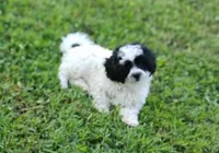Princess, a female Bichon Frise and Shih Tzu for sale in Portland, TN – 3 of 5