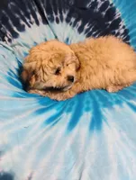 Teddy, a male Bichon Frise and Shih Tzu for sale in Portland, TN – 7 of 7