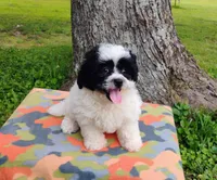 Princess, a female Bichon Frise and Shih Tzu for sale in Portland, TN – 3 of 6
