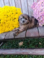 Aubrey, a female Pomapoo for sale in Portland, TN – 6 of 6