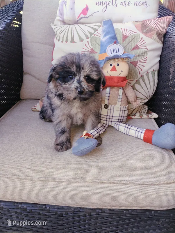Scooter, a male Pomapoo for sale in Portland, TN – 1 of 6