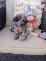 Scooter, a male Pomapoo for sale in Portland, TN – 1 of 6