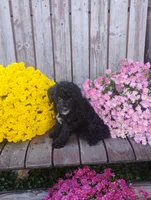 Scarlett , a female Poodle - Toy  for sale in Portland, TN – 5 of 5