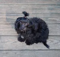 Missy, a male Aussiedoodle for sale in Portland, TN – 5 of 5