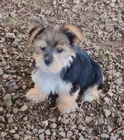 Minnie, a female Yorkshire Terrier for sale in Portland, TN – 4 of 7