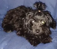 Mitzi, a male Aussiedoodle for sale in Portland, TN – 6 of 7