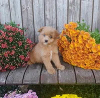 Cooter, a male Pomapoo for sale in Portland, TN – 3 of 5