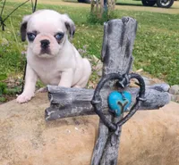 Cori , a male Pug for sale in Portland, TN – Photo 3 of 5