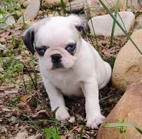 Cori , a male Pug for sale in Portland, TN – Photo 1 of 5