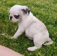 Cori , a male Pug for sale in Portland, TN – Photo 5 of 5