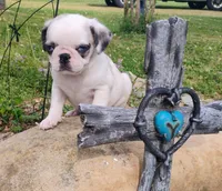 Cori , a male Pug for sale in Portland, TN – Photo 2 of 5