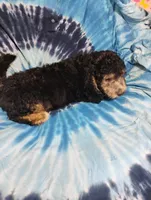 Joey, a male Schnoodle for sale in Portland, TN – 5 of 6
