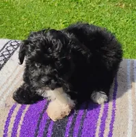 Trigger, a male Aussiedoodle for sale in Portland, TN – 4 of 6