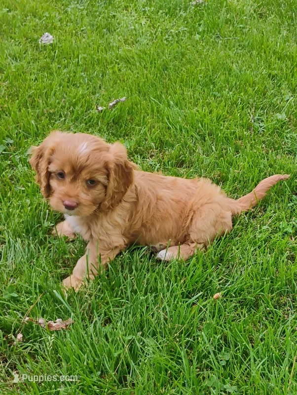 Annie – Cavapoo puppy for sale in Portland, TN