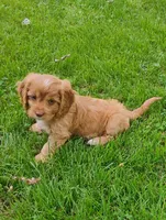 Annie, a female Cavapoo for sale in Portland, TN – 1 of 5