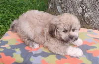 Tiger The Teddy Bear, a male Bichon Frise and Shih Tzu for sale in Portland, TN – 6 of 7