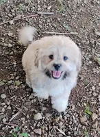 Teddy, a male Bichon Frise and Shih Tzu for sale in Portland, TN – 2 of 7