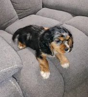 Jasper, a male Cavalier King Charles Spaniel for sale in Portland, TN – 3 of 5