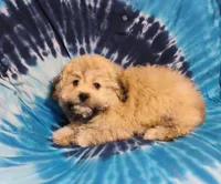 Teddy, a male Bichon Frise and Shih Tzu for sale in Portland, TN – 4 of 7