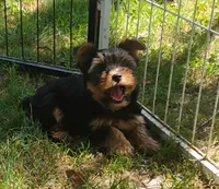 Minnie, a female Yorkshire Terrier for sale in Portland, TN – 3 of 4