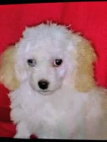 processed/e4a832c2-4928-4fa4-a4f5-dc9541ee206a/listing/ebf7597f-e501-4b70-94c8-d0ae7c24ea04/461d1c07-9045-4e20-b15a-e28b8de06854