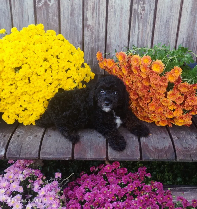 Scarlett  – Poodle - Toy  puppy for sale in Portland, TN