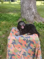 Joey, a male Schnoodle for sale in Portland, TN – 5 of 5