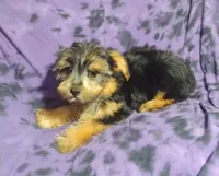 Axel, a male Yorkshire Terrier for sale in Portland, TN – 3 of 3