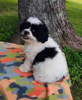 Princess, a female Bichon Frise and Shih Tzu for sale in Portland, TN – 5 of 6
