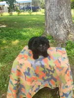 Kiki, a male Aussiedoodle for sale in Portland, TN – 4 of 5