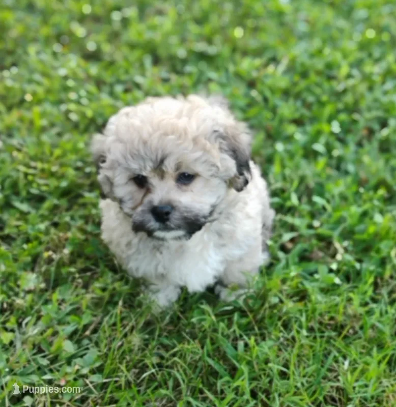 Teddy – Bichon Frise, Shih Tzu puppy for sale in Portland, TN