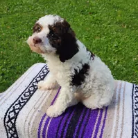 Amberlynn, a female Schnoodle for sale in Portland, TN – 5 of 7