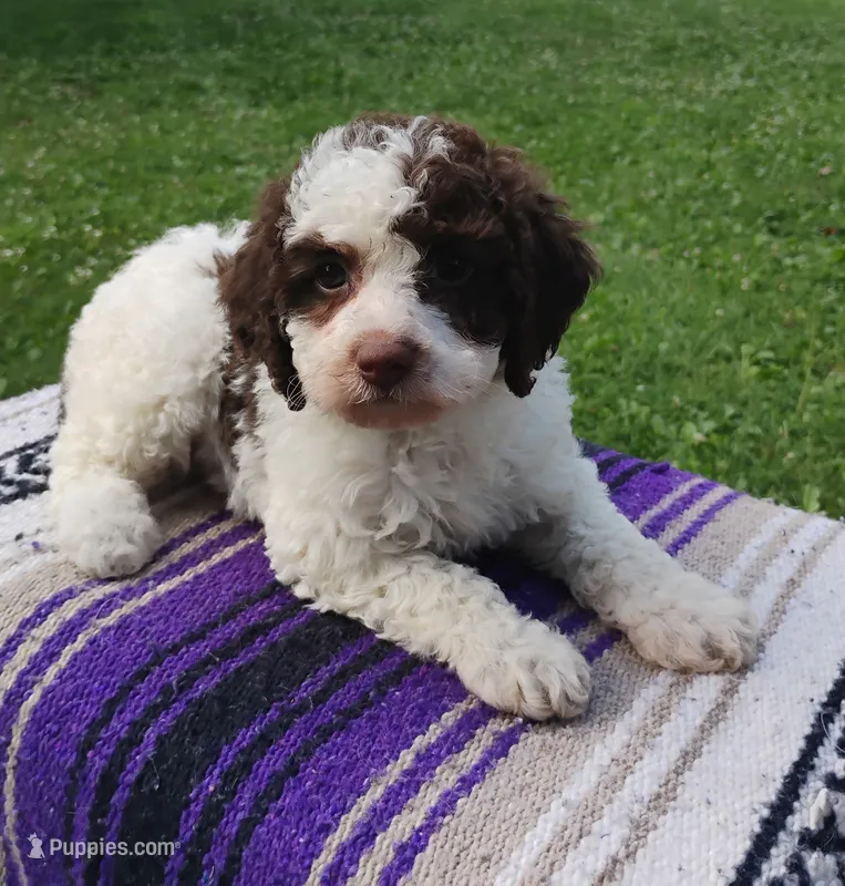 Amberlynn – Schnoodle puppy for sale in Portland, TN