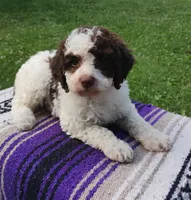 Amberlynn, a female Schnoodle for sale in Portland, TN – 1 of 7