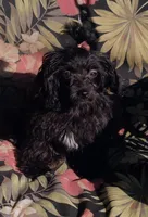 Missy, a male Aussiedoodle for sale in Portland, TN – 4 of 5