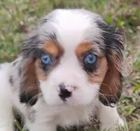 Blue-eyed Blaze, a male Cavalier King Charles Spaniel for sale in Portland, TN – 1 of 10