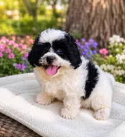 Princess, a female Bichon Frise and Shih Tzu for sale in Portland, TN – 1 of 6
