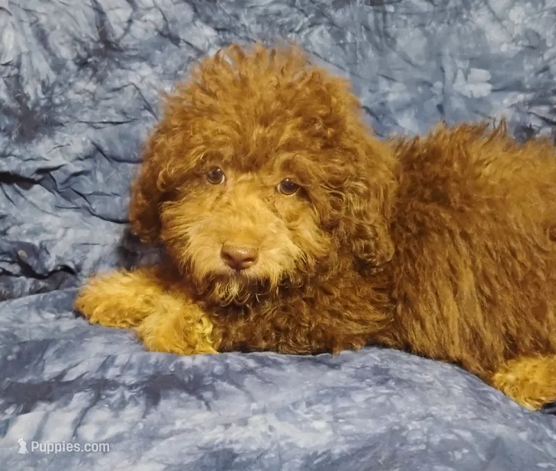 Carter – Schnoodle puppy for sale in Portland, TN