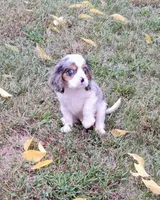 Blue-eyed Blaze, a male Cavalier King Charles Spaniel for sale in Portland, TN – 10 of 10