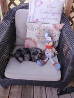 Scooter, a male Pomapoo for sale in Portland, TN – 4 of 6