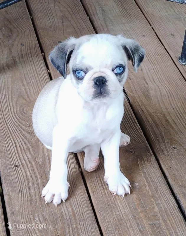 Kirby – Pug puppy for sale in Portland, TN