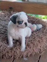 Kirby, a male Pug for sale in Portland, TN – Photo 7 of 8