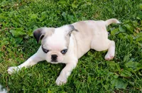 Kirby, a male Pug for sale in Portland, TN – Photo 5 of 8