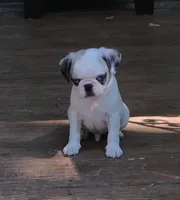 Kirby, a male Pug for sale in Portland, TN – Photo 3 of 8