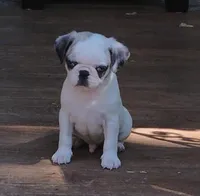 Kirby, a male Pug for sale in Portland, TN – Photo 2 of 8